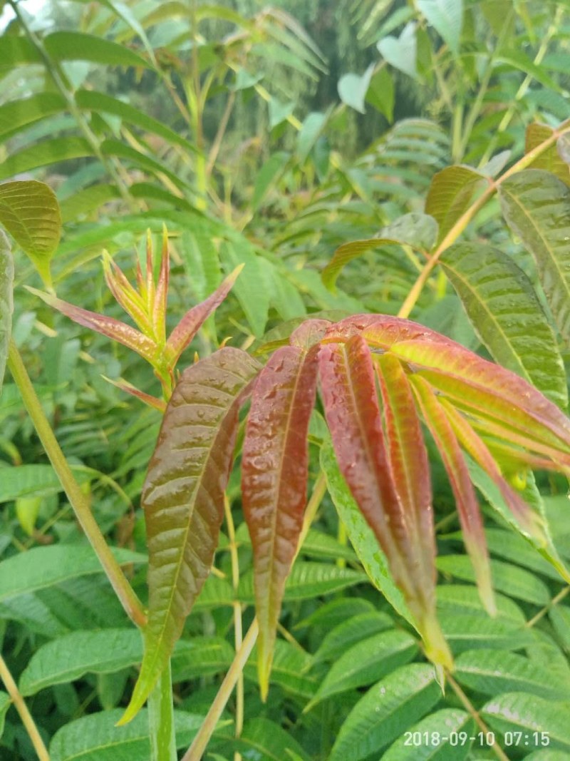 矮化大棚香椿苗正宗泰山红油香椿种苗，营养丰富色艳味浓