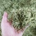 金银花色青花山东平邑地产，已色选无黄条,头茬包含量