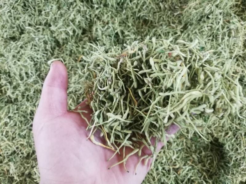 金银花色青花山东平邑地产，已色选无黄条,头茬包含量