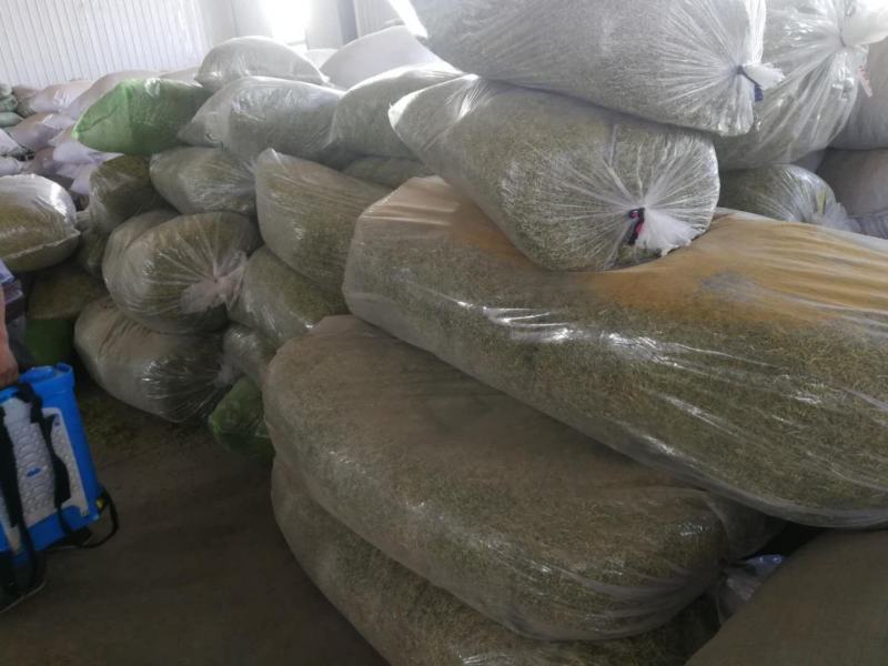 金银花色青花山东平邑地产，已色选无黄条,头茬包含量