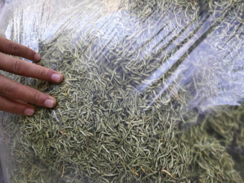 金银花色青花山东平邑地产，已色选无黄条,头茬包含量