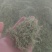 金银花色青花山东平邑地产，已色选无黄条,头茬包含量