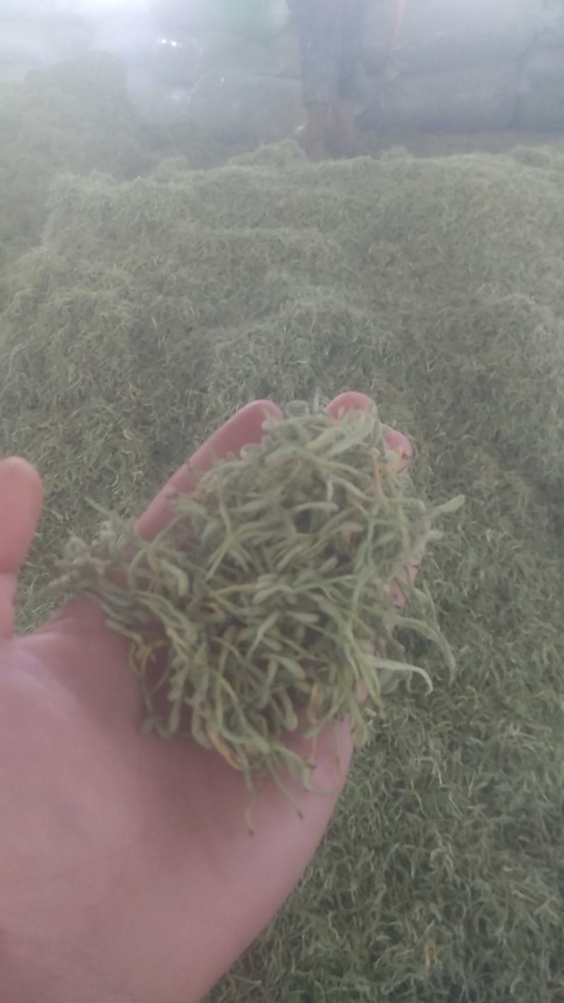 金银花色青花山东平邑地产，已色选无黄条,头茬包含量