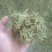 金银花色青花山东平邑地产，已色选无黄条,头茬包含量