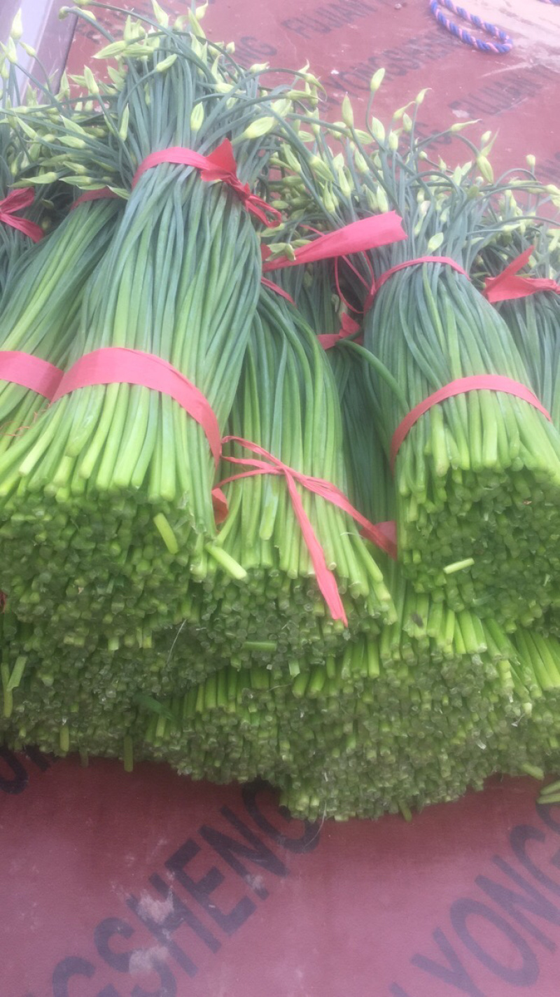 精品韭苔大量上市