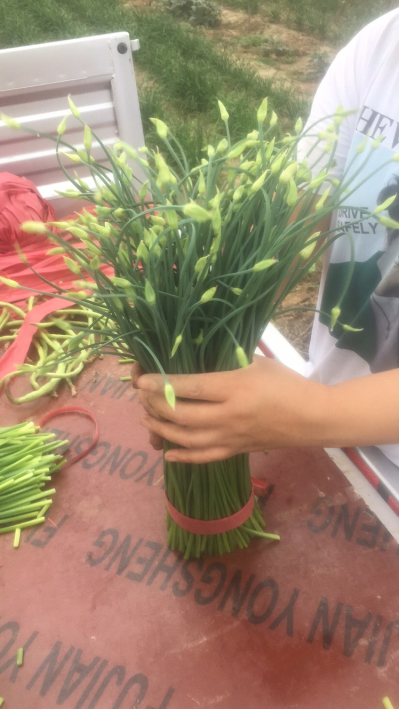 精品韭苔大量上市