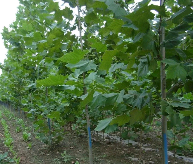 法桐苗直径3公分包成活根细发达易栽活欢迎实地考察