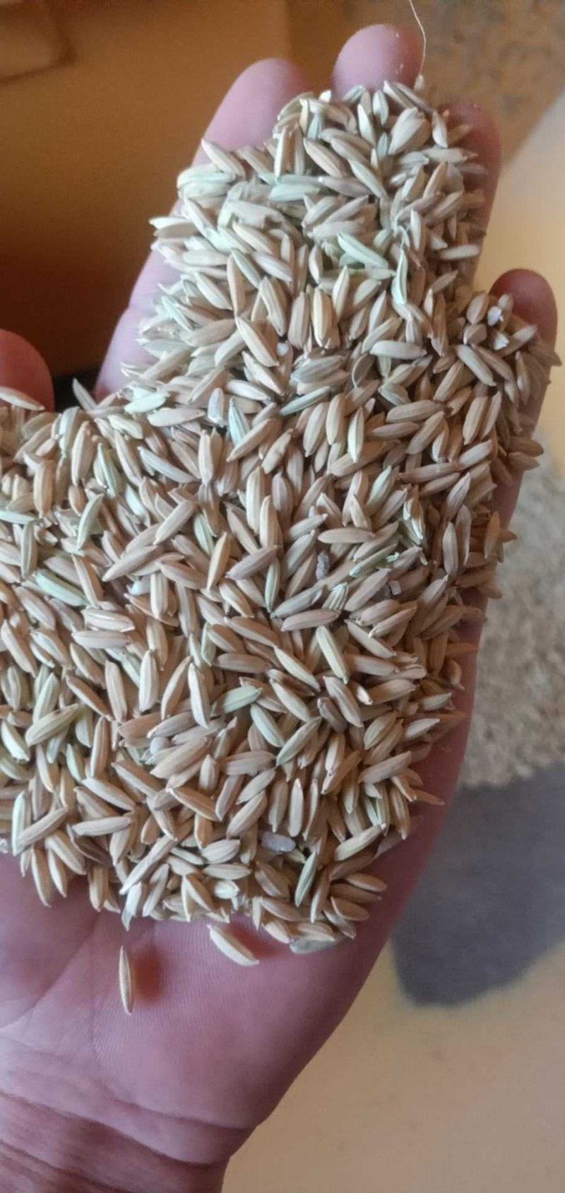 江西早稻稻谷稻子谷子谷类作物粮油作物