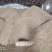 江西早稻谷稻谷，干稻谷稻米谷类作物粮油作物