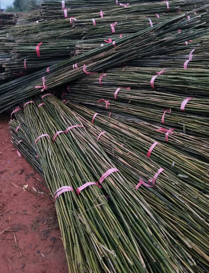 竹竿可以塔菜棚用途随便塔自家竹竿量大优惠