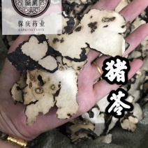 猪苓猪屎苓猪苓片猪茯苓保庆药业批发猪苓