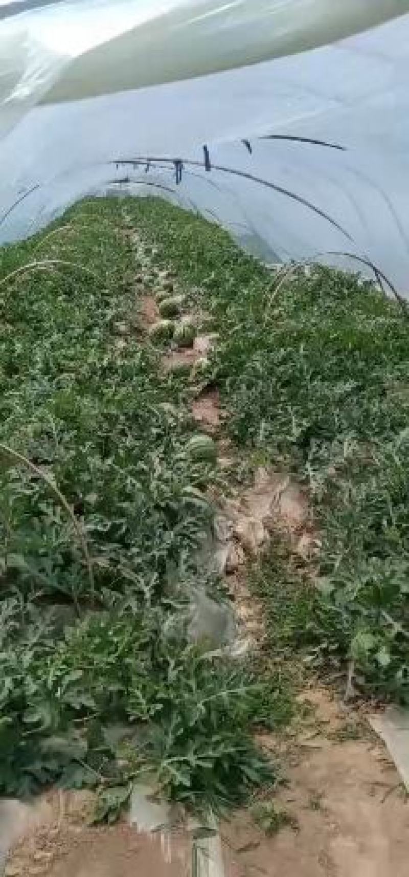 夏邑8424西瓜之乡，大量供应，一手货源