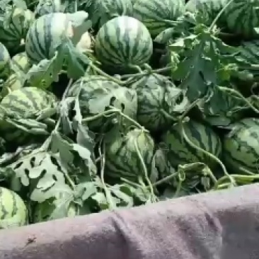 夏邑8424西瓜之乡，大量供应，一手货源