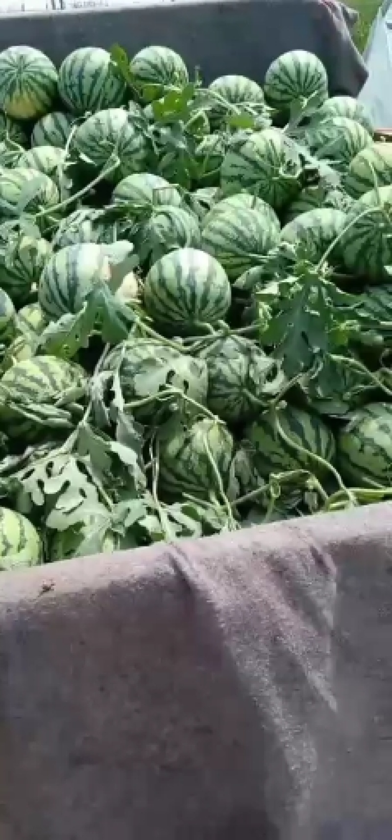 夏邑8424西瓜之乡，大量供应，一手货源
