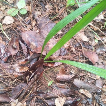 野生小仙茅、现挖现发、支持快递和物流，含量足