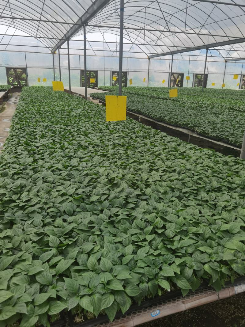 西红柿苗番茄苗抗病毒抗线虫果型好易成活长势旺盛