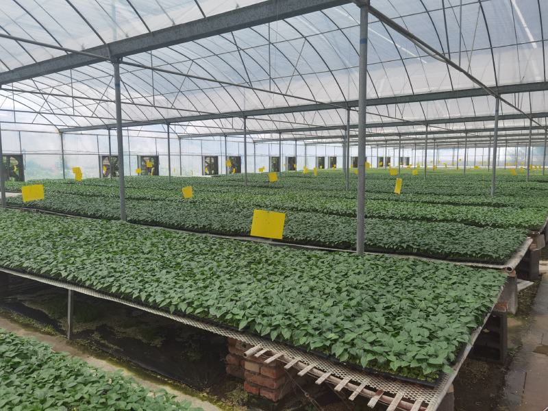 西红柿苗番茄苗抗病毒抗线虫果型好易成活长势旺盛