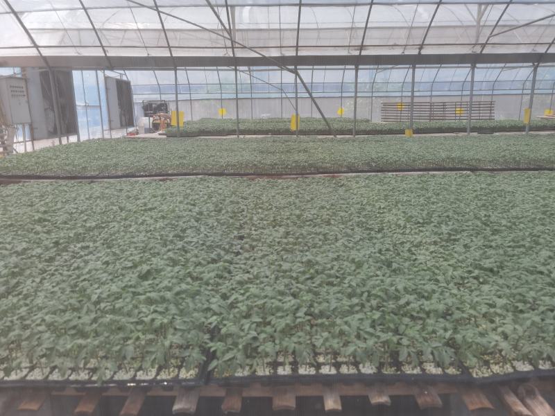 西红柿苗番茄苗抗病毒抗线虫果型好易成活长势旺盛