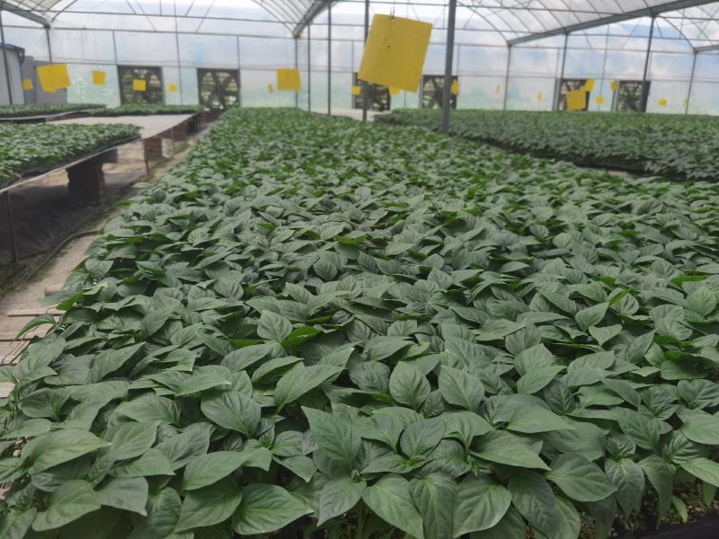 西红柿苗番茄苗抗病毒抗线虫果型好易成活长势旺盛