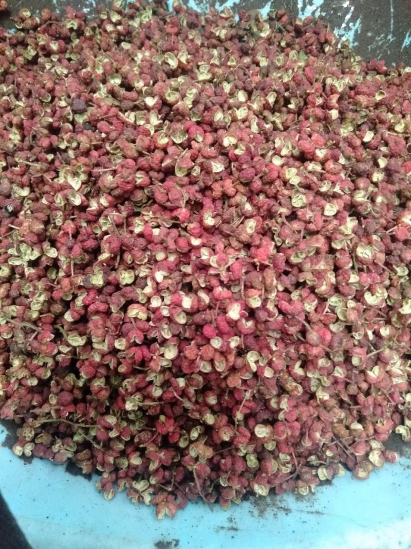 红麻椒、青麻椒规格齐全产地直销一手货源价格优！
