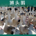 纯正狮头鹅苗提供技术养殖防疫齐全运输包活