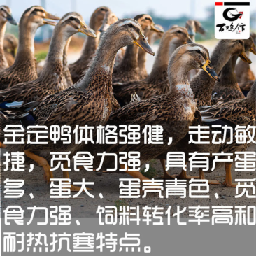 【精选】蛋鸭苗防疫齐全，全国发货运输包活