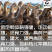 【精选】蛋鸭苗防疫齐全，全国发货运输包活
