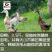 【精选】蛋鸭苗防疫齐全，全国发货运输包活