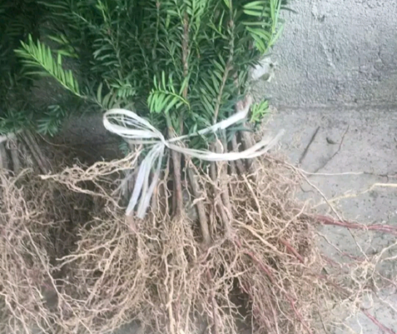 南方红豆杉曼地亚红豆杉盆景苗包成活欢迎购买