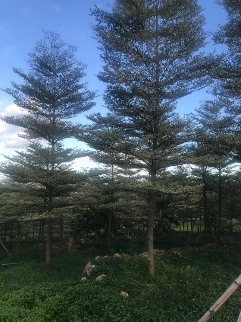 锦叶榄仁清场出货低价基地直销