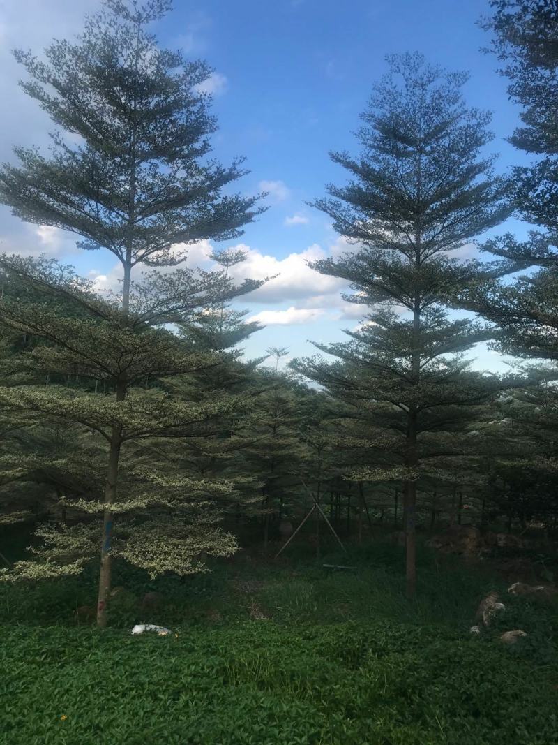锦叶榄仁清场出货低价基地直销