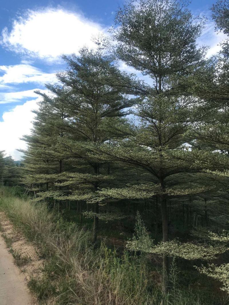 锦叶榄仁清场出货低价基地直销