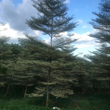 锦叶榄仁清场出货低价基地直销