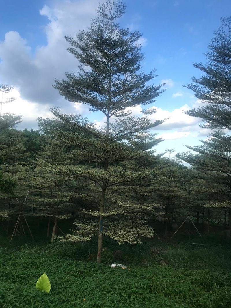 锦叶榄仁清场出货低价基地直销