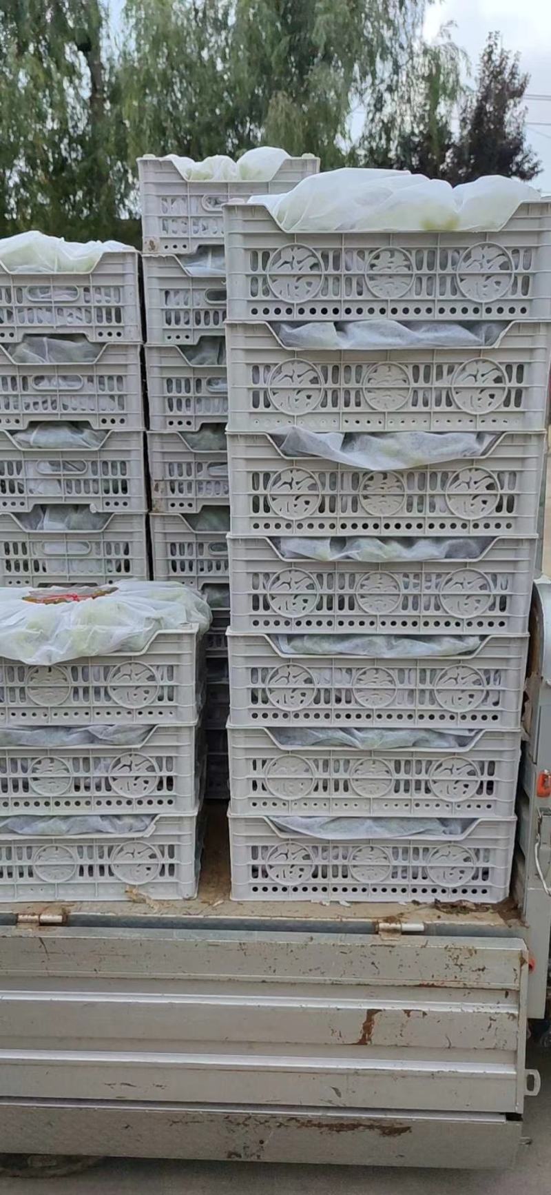 老板们好看有需要什么品种葡萄的我们这里大量上市了要的联系