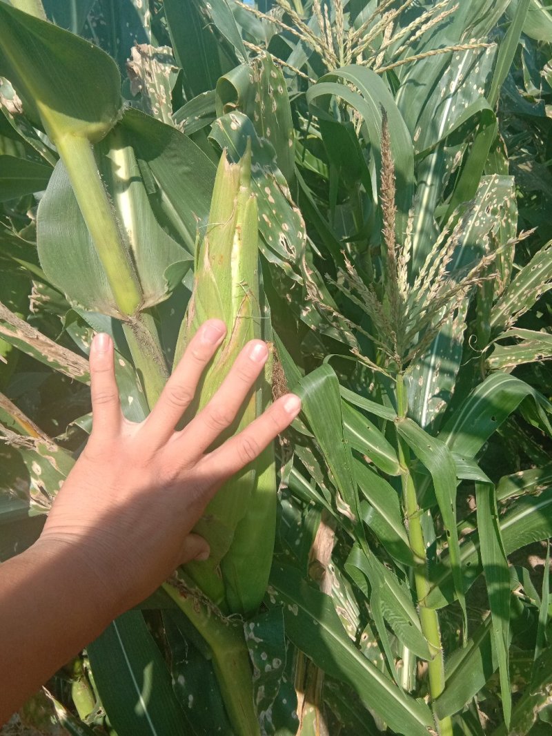 万糯2000白糯玉米