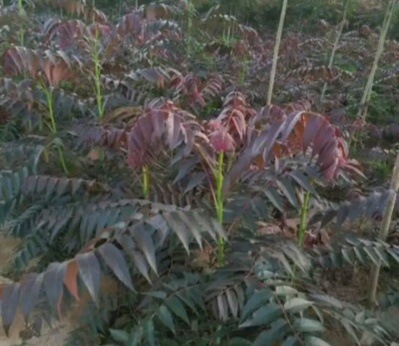 红油香椿成活高苗高40～80公分左右放心苗