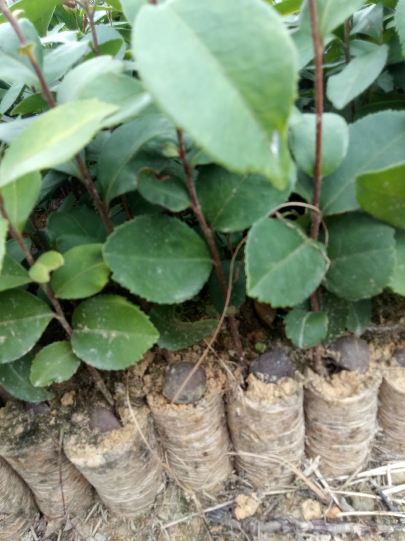 广西柳州融安，油茶苗有保证高产