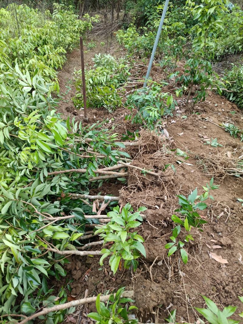 妃子笑桂味无核荔枝营养杯苗