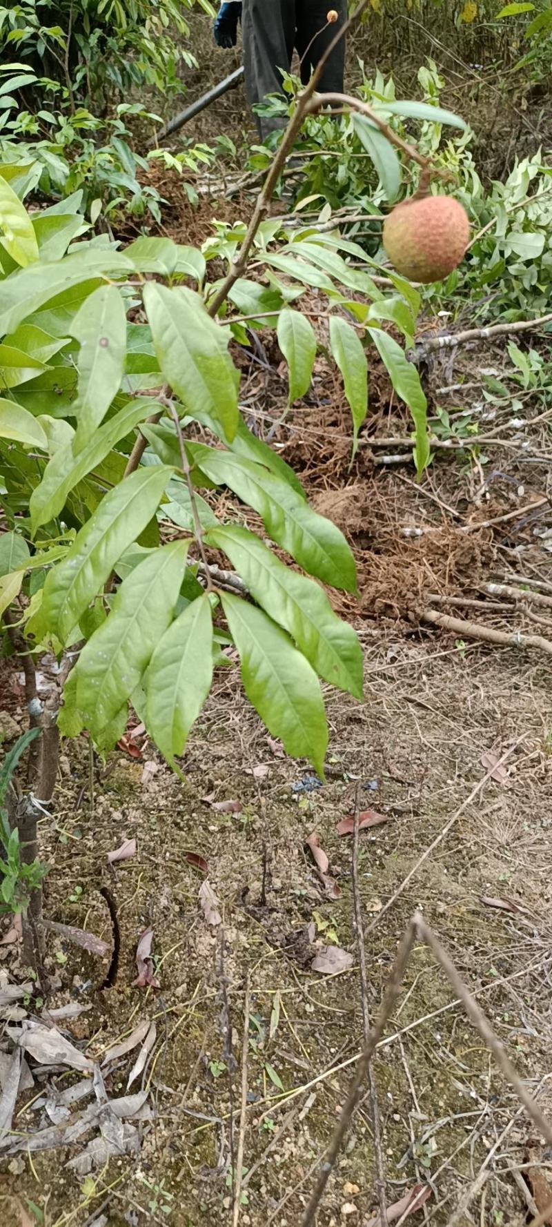 妃子笑桂味无核荔枝营养杯苗