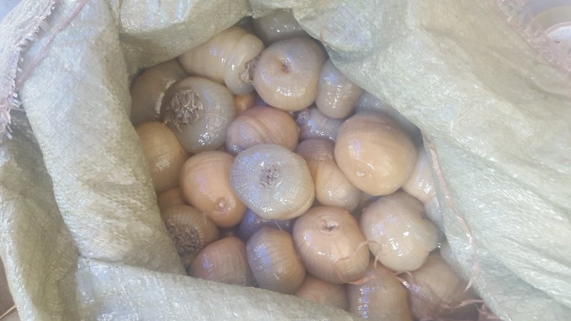 沙蒜海葵野捕海中冬虫夏草