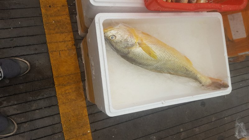 大黄鱼野野捕黄鱼