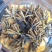 降价处理冬虫夏草推销