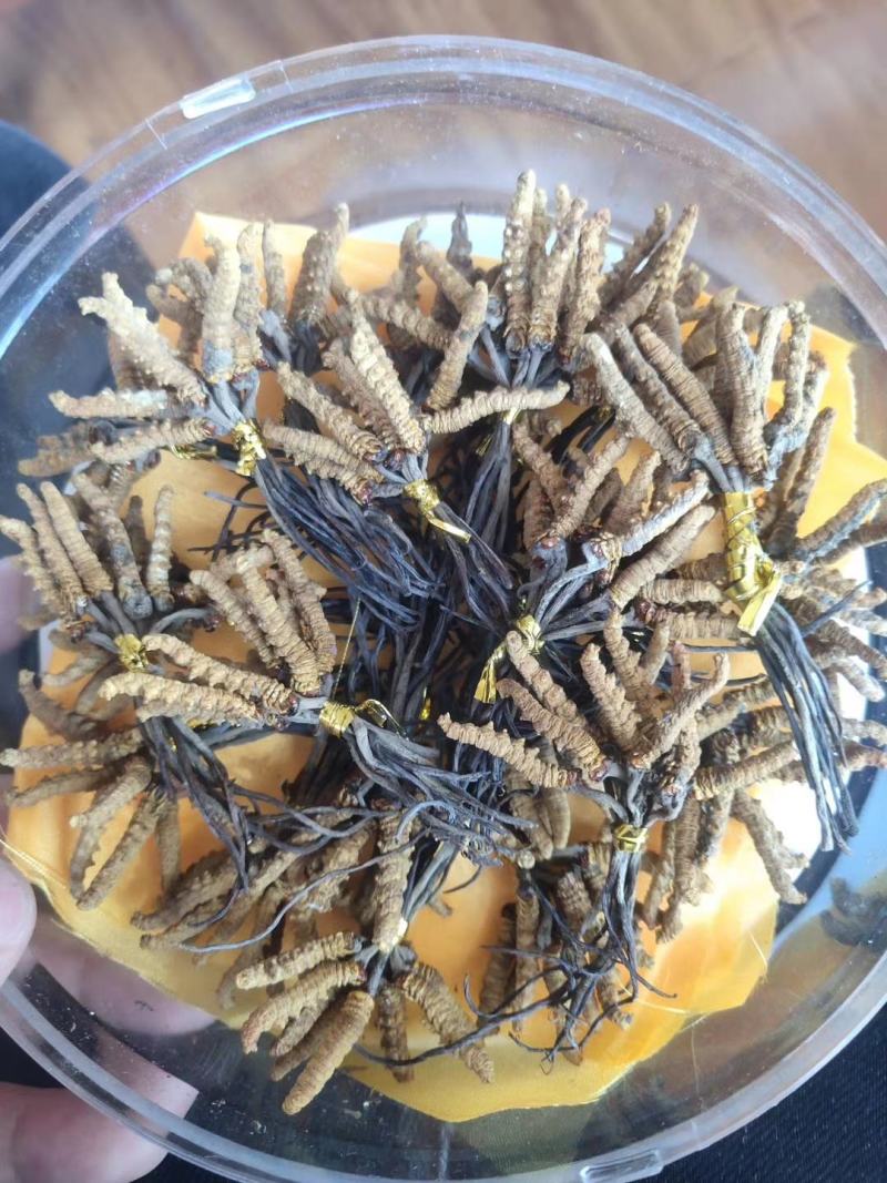 降价处理冬虫夏草推销