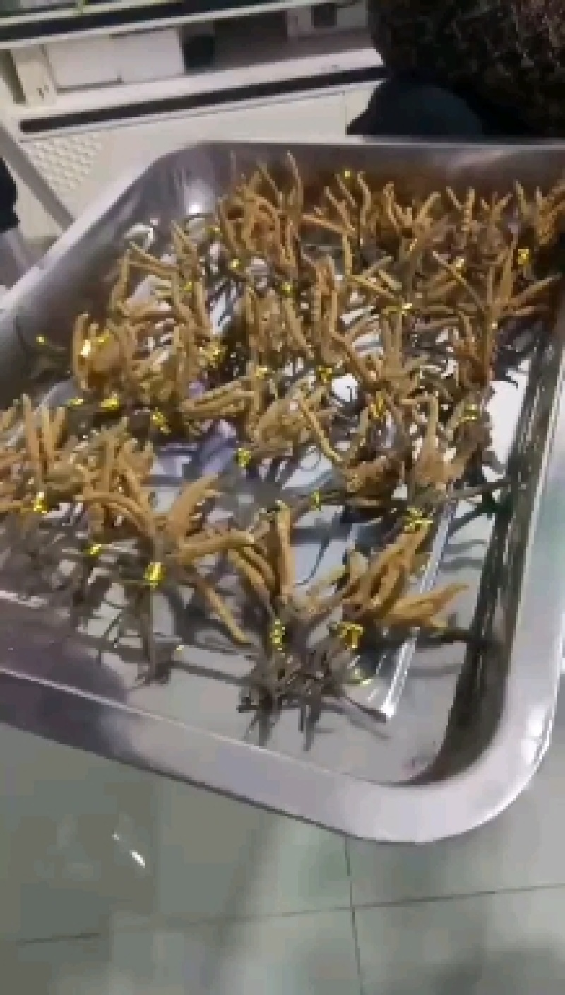 降价处理冬虫夏草推销