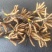 降价处理冬虫夏草推销