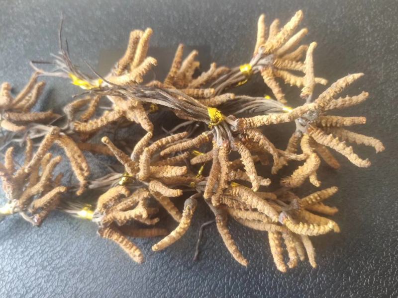 降价处理冬虫夏草推销