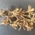 降价处理冬虫夏草推销