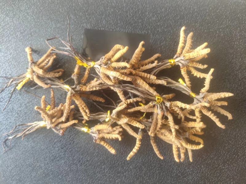 降价处理冬虫夏草推销