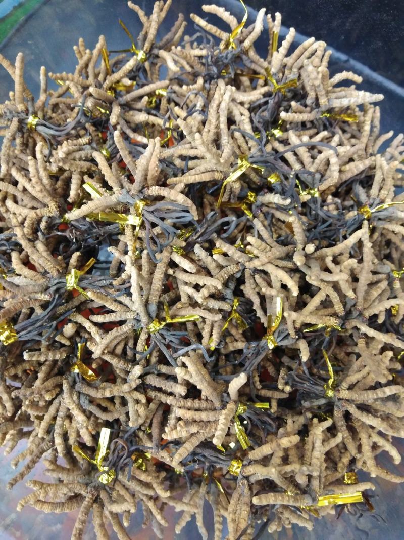 降价处理冬虫夏草推销